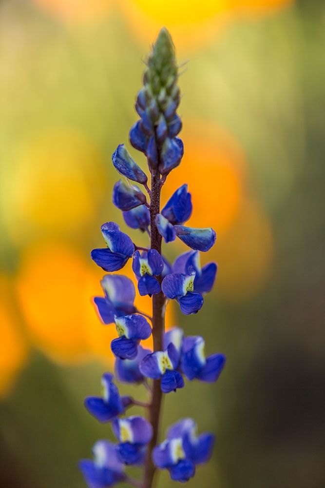 Arizona-Peridot Mesa Lupine blossom close-up